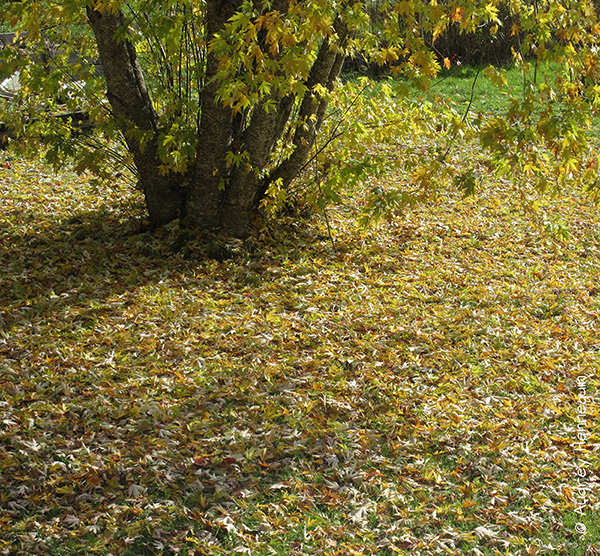 Tapis de feuilles d'érable