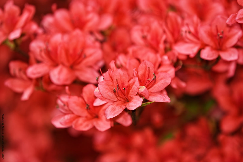 photo d'une grappe de fleurs d'azalée rouge.