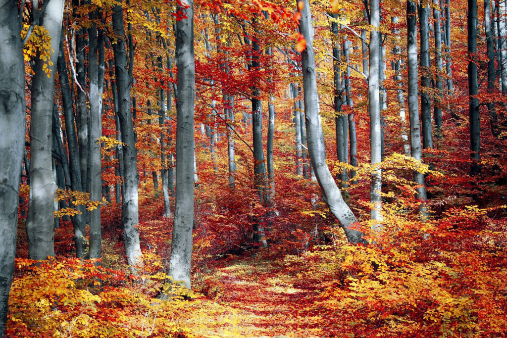 photo d'un hêtraie en automne ou les feuilles sont de couleurs rouge-orange-jaune. un bois flamboyant.