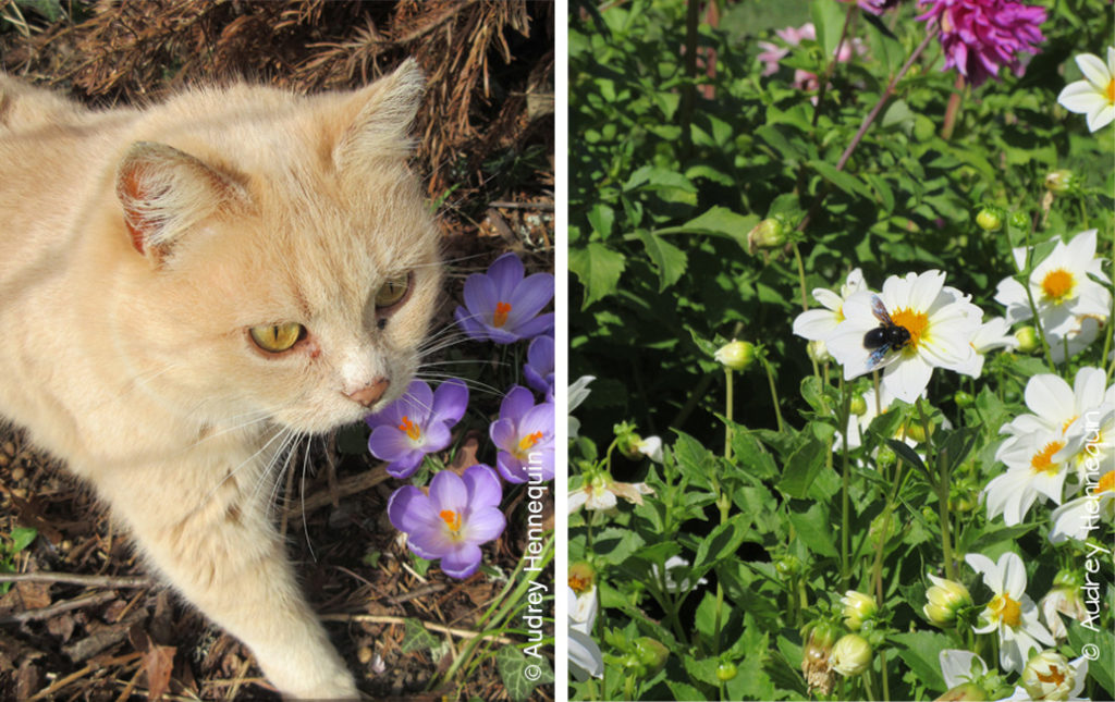 un chat dans un jardin et une abeille charpentière sur un dahlia